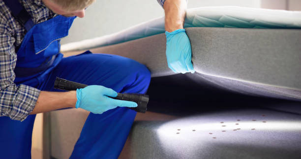 Flea Control Services in Falmouth, VA