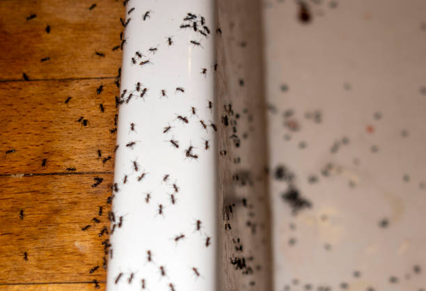 Best Commercial Pest Control Services  in Falmouth, VA